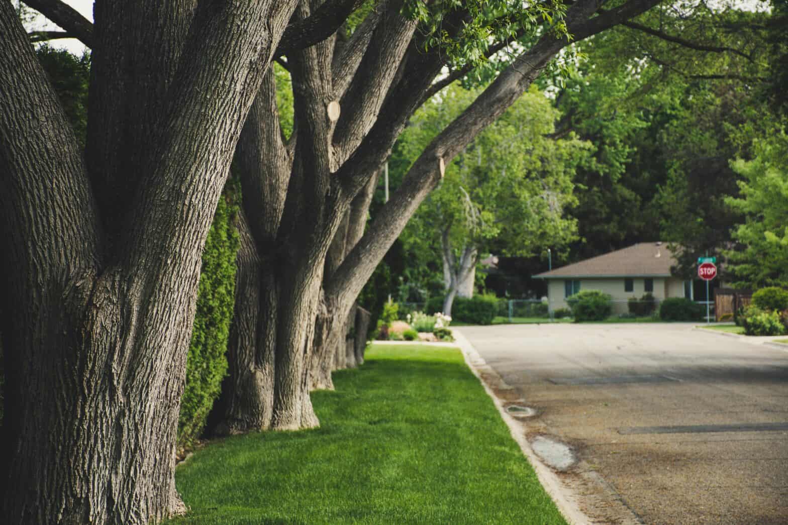 Tree-lined neighborhood street with lush greenery and manicured lawns.