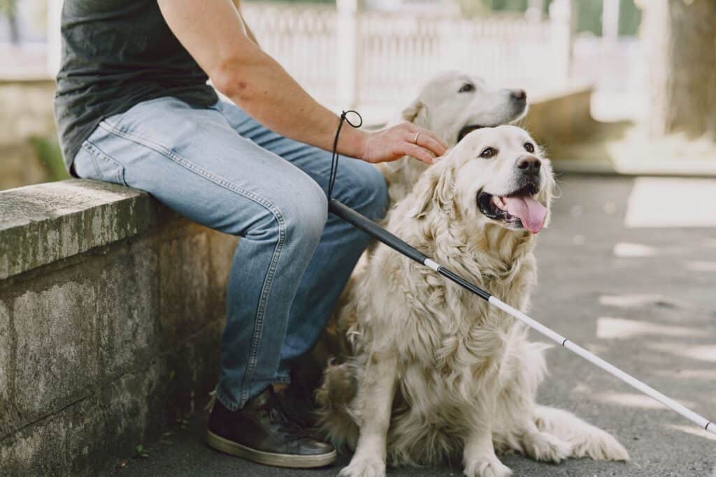 Service Animals, Support Animals, and New Guidelines: What POA Managers Should Know