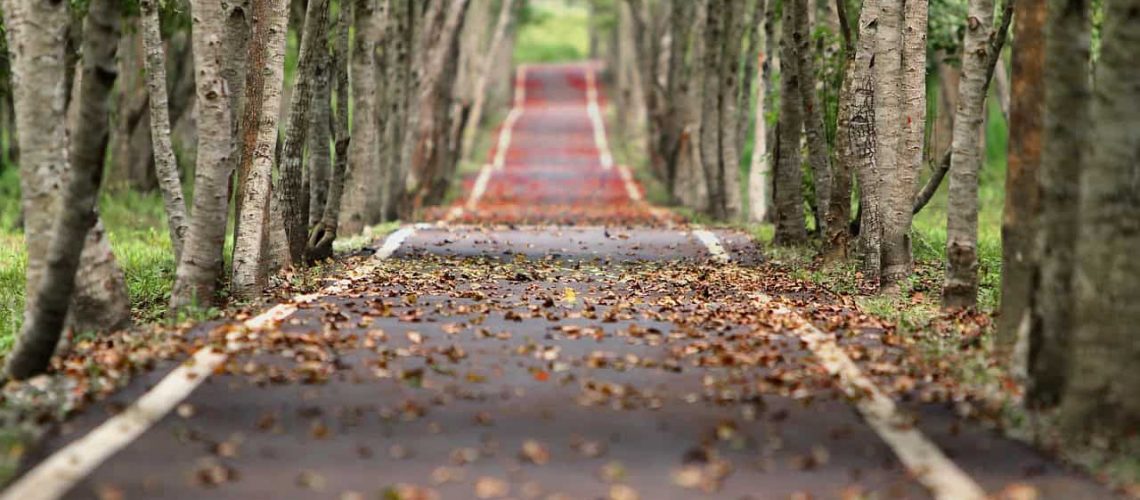 Autumn forest pathway lined with trees, perfect for fall festivals in Houston 2023.