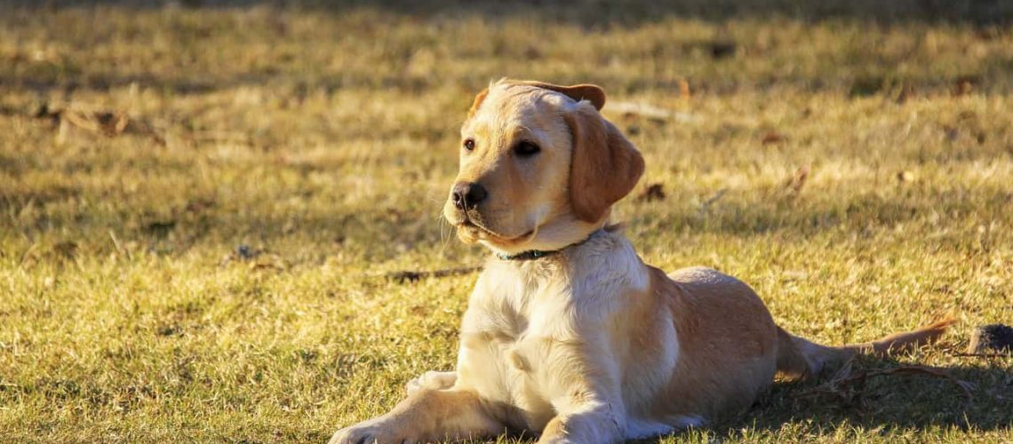 Adorable puppy lying on grass at a dog park in Houston, enjoying outdoor playtime.
