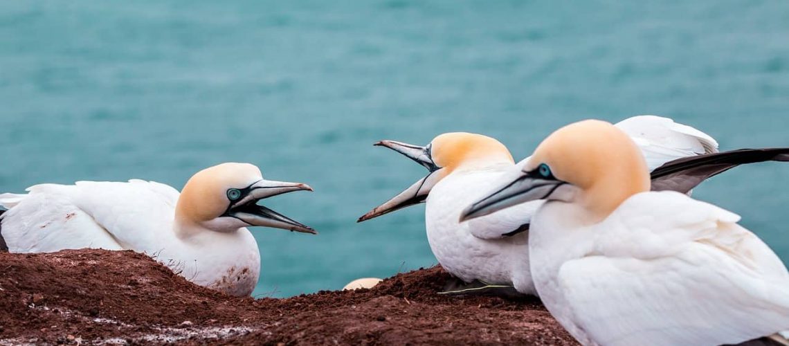 Seagulls perched on a rocky shoreline near the ocean, showcasing peaceful bird behavior.