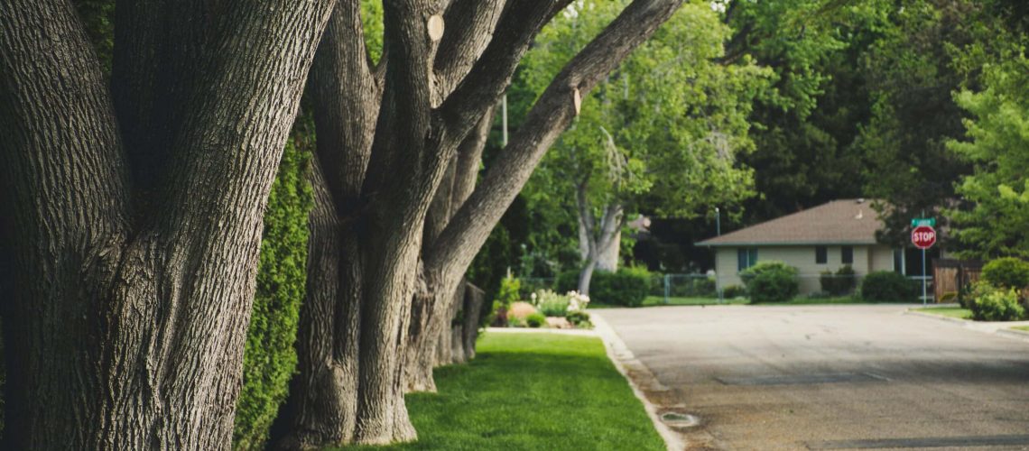 Tree-lined neighborhood street with lush greenery and manicured lawns.