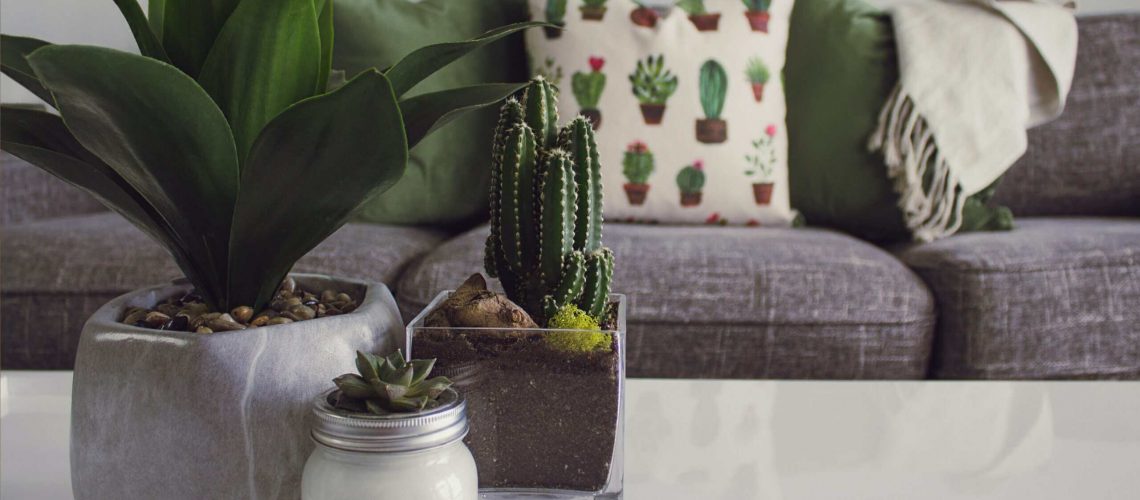 Indoor houseplants for home decor and air purification.