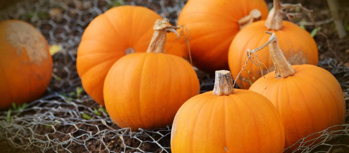 Pumpkins for fall family activities in Houston, perfect for seasonal fun and celebrations.