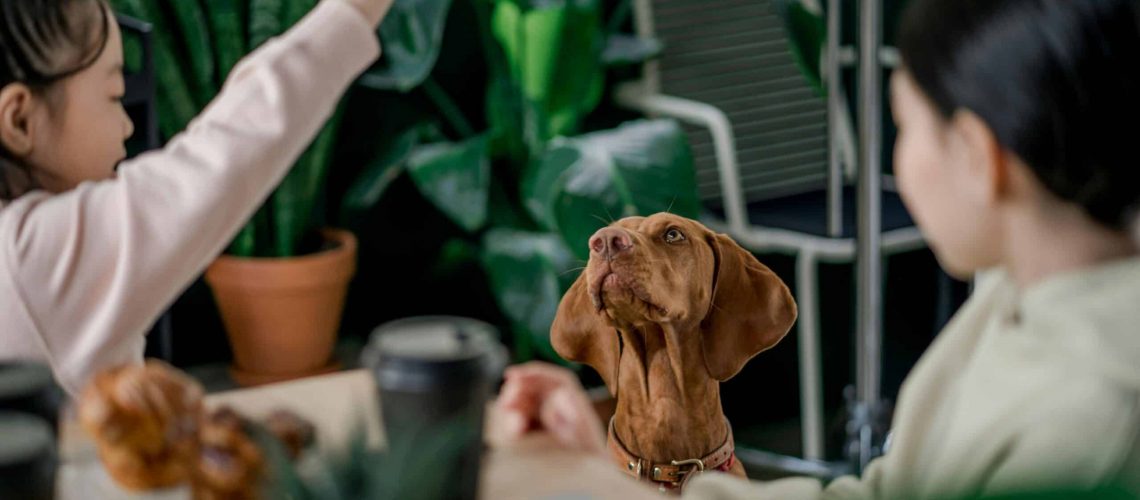 Dog-friendly Houston restaurant with pet owners and a friendly dog at the table.