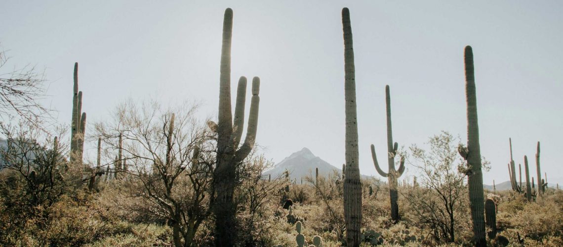 Desert landscape featuring tall saguaro cacti and sparse desert vegetation.