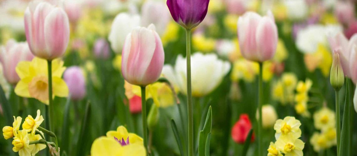 Vibrant tulips blooming in Houston's springtime garden scene.